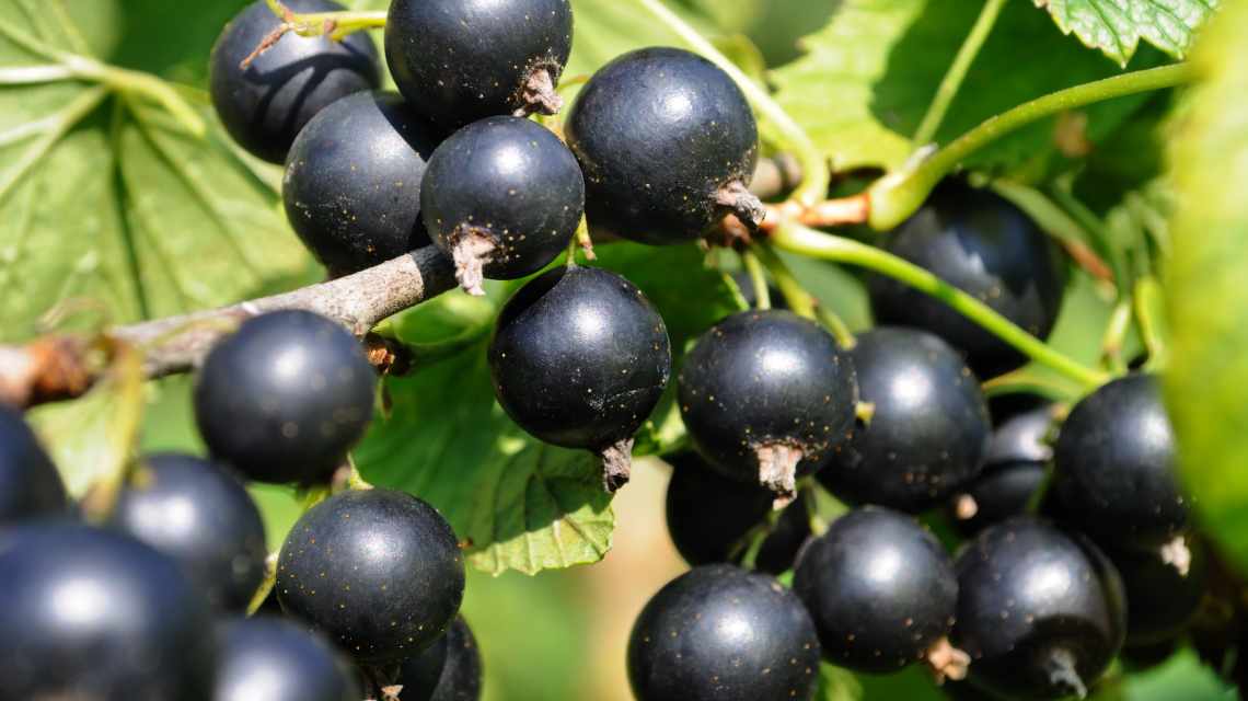 close-up of a  black currant