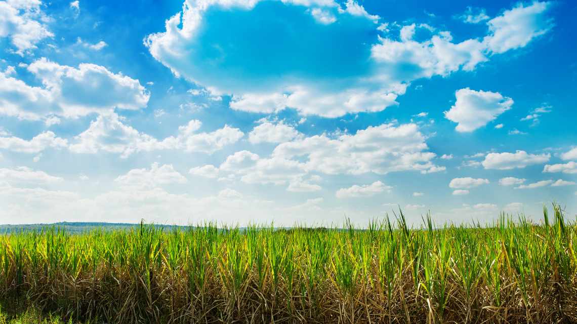 Sugarcane field in blue sky and white cloud