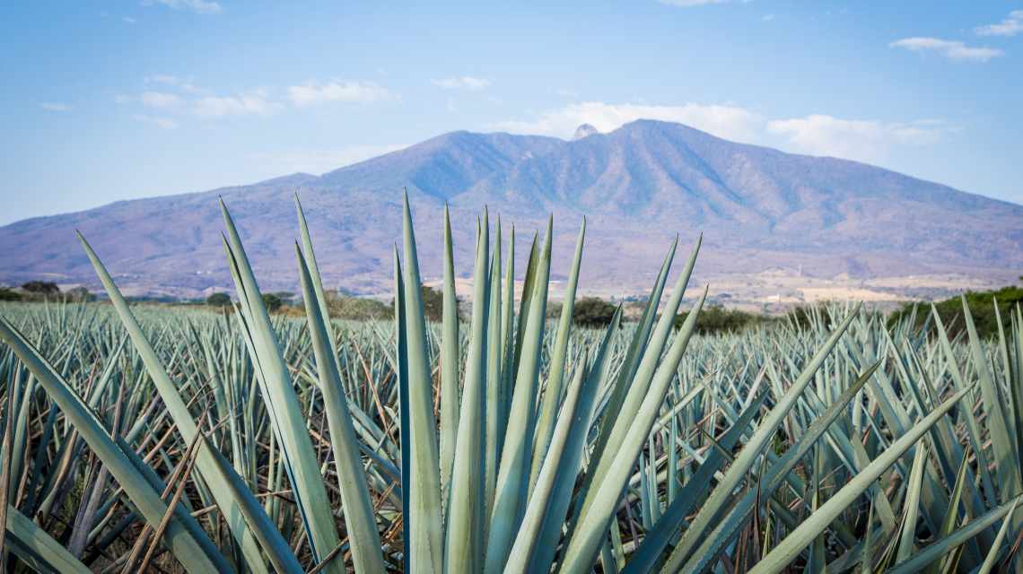 Tequila Landscape