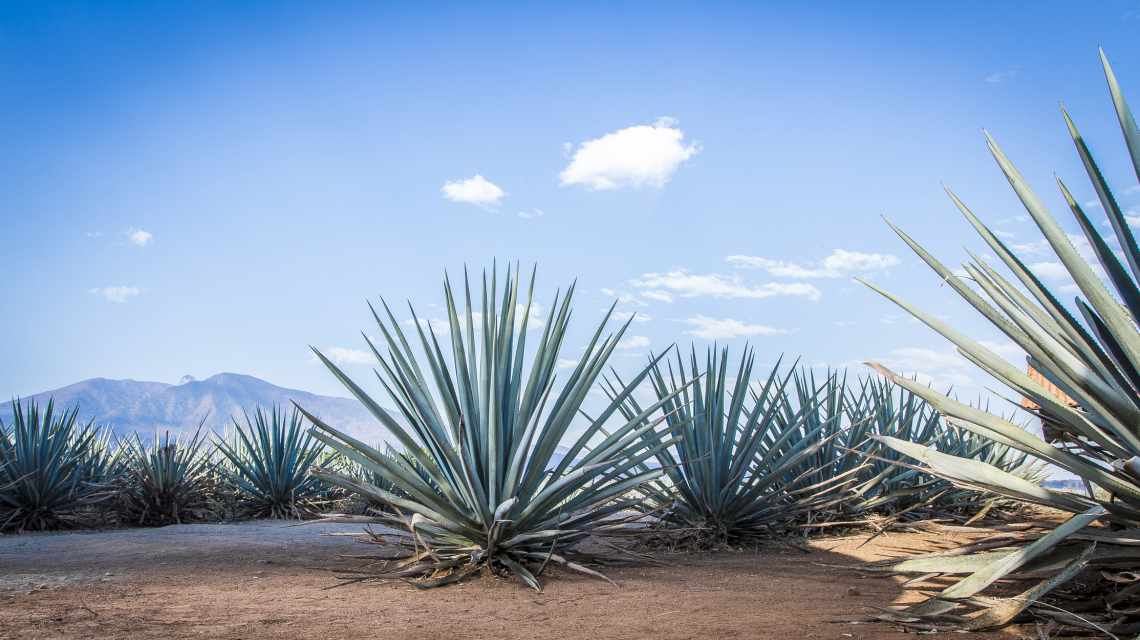 Tequila Landscape